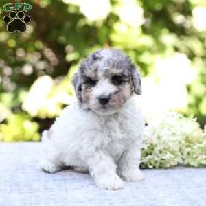 Ringo, Bich-Poo Puppy